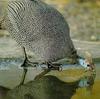 Helmeted Guineafowl (Numida meleagris)