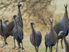 Vulturine Guineafowl (Acryllium vulturinum)