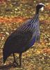 Vulturine Guineafowl (Acryllium vulturinum)