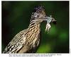 Greater Roadrunner (Geococcyx californianus)