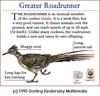 Greater Roadrunner (Geococcyx californianus)
