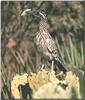 Greater Roadrunner (Geococcyx californianus)