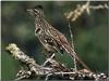 Greater Roadrunner (Geococcyx californianus)