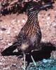 Greater Roadrunner (Geococcyx californianus)
