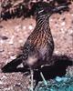 Greater Roadrunner (Geococcyx californianus)