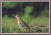 Greater Roadrunner (Geococcyx californianus)