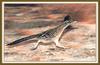 Greater Roadrunner (Geococcyx californianus)