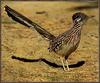 Greater Roadrunner (Geococcyx californianus)