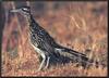 Greater Roadrunner (Geococcyx californianus)