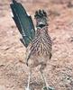 Greater Roadrunner (Geococcyx californianus)