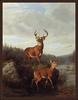 [Animal Art - Arthur Fitzwilliam Tait] Untitled (1878) - Pair of Deer