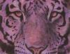 [Animal Art - Arthur Wilson] Emotion (Tiger face)