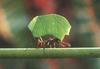 Leaf-cutter Ant (Atta sexdens)