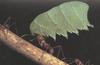 Leaf-cutter Ant (Atta sexdens)