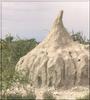 Termite mound