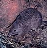 Australian Bandicoot (Peramelidae)