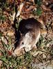 Long-nosed Bandicoot (Perameles nasuta)