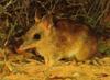 Western Barred Bandicoot (Perameles bougainville)