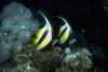 Long-fin Bannerfish (Heniochus acuminatus)