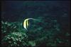 Long-fin Bannerfish (Heniochus acuminatus)