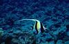 Long-fin Bannerfish (Heniochus acuminatus)