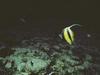 Long-fin Bannerfish (Heniochus acuminatus)