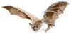 Bat (Chiroptera)