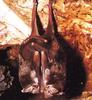 Bat (Chiroptera)