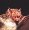 Bat (Chiroptera)