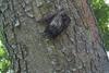 Bat (Chiroptera)