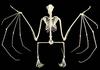 Bat (Chiroptera)