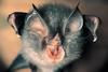 Bat (Chiroptera)