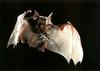 Bat (Chiroptera)