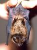 Big Brown Bat (Eptesicus fuscus)