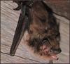 Big Brown Bat (Eptesicus fuscus)