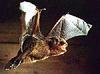 Common Pipistrelle Bat (Pipistrellus pipistrellus)