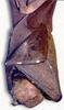 Common Tube-nosed Fruit Bat (Nyctimene albiventer)