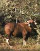 Gaur (Bos frontalis)