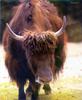 Yak (Bos grunniens)