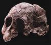 [Fossil - Human Ancestors] Australopithecus afarensis