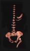 [Fossil - Human Ancestors] Australopithecus africanus