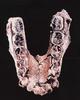 [Fossil - Human Ancestors] Australopithecus anamensis