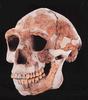 [Fossil - Human Ancestors] Homo erectus Beijing
