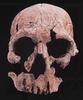 [Fossil - Human Ancestors] Homo habilis