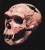 [Fossil - Human Ancestors] Homo sapiens neanderthalensis