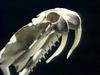 [Bubba's VidCaps] Snake Skull and Fang