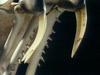 [Bubba's VidCaps] Snake Skull and Fang