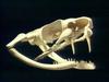 [Bubba's VidCaps] Snake Skull and Fang