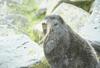 Sea Lion (Otariidae)