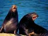 Sea Lion (Otariidae)